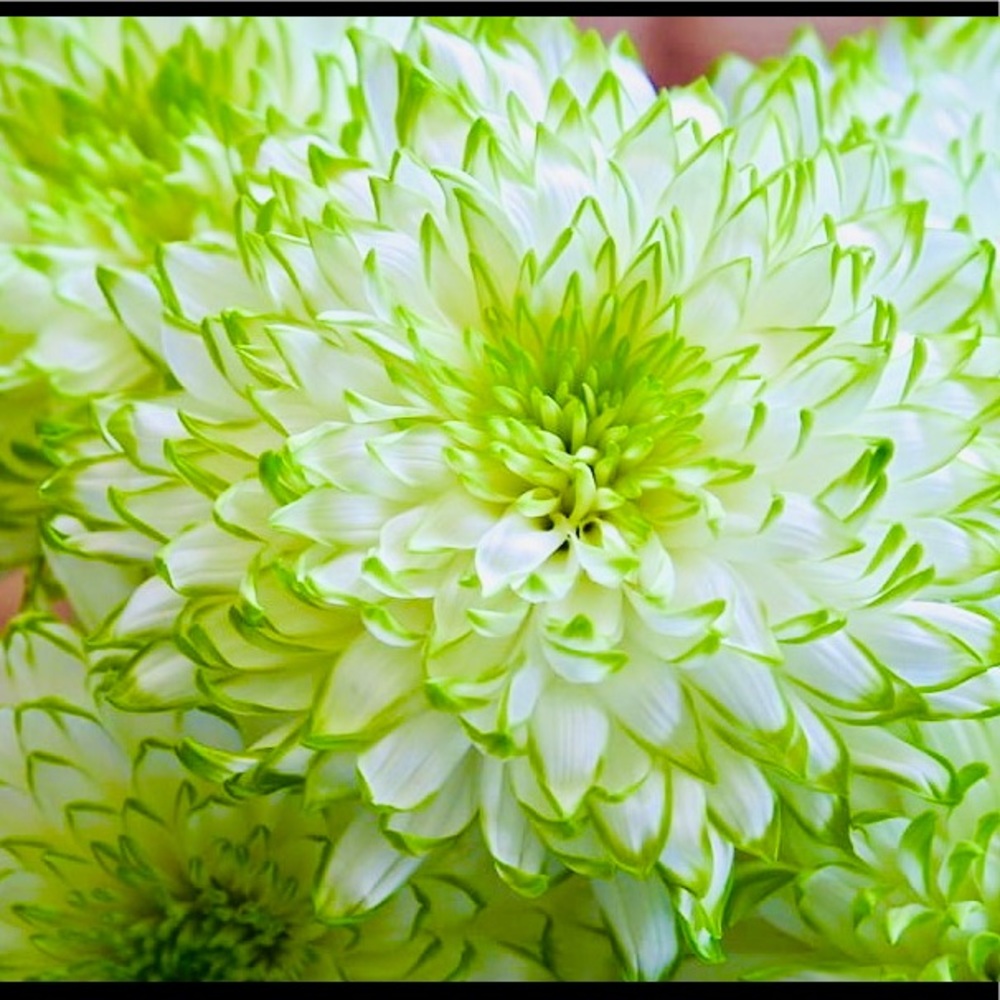 🌼💚🌼💚🌼💚🌼💚🌼💚🌼💚🌼💚🌼💚🌼 - Picture 9 of 12